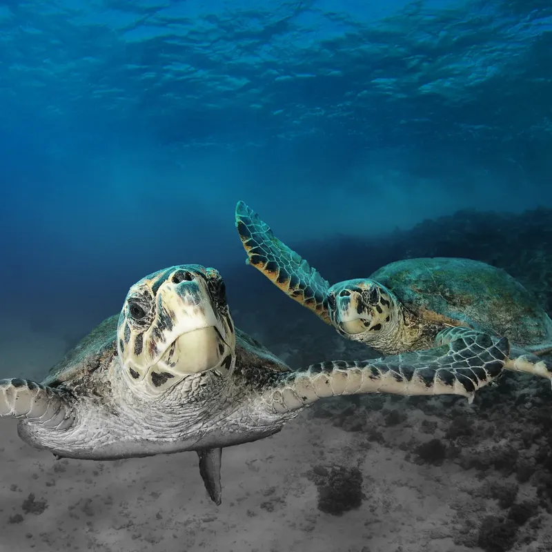 Deux tortues marines nagent ensemble dans l'eau bleue et claire