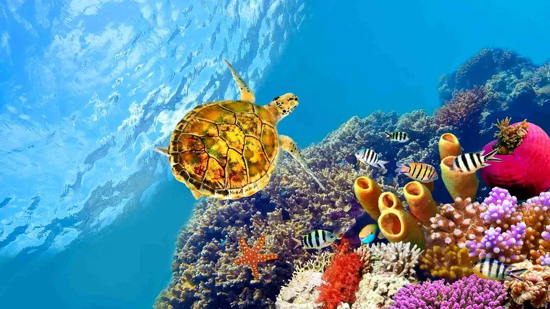 Tortue marine nageant au milieu d'un récif corallien coloré et poissonneux