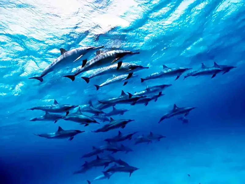 Un groupe de dauphins nageant en formation sous la surface de l'eau