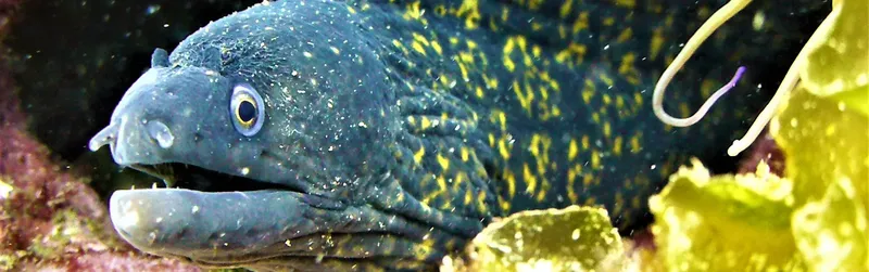Murène tachetée de jaune, visage de près, habitat rocheux