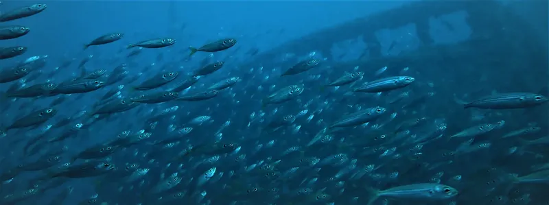Banc de poissons argentés nageant dans une eau bleue profonde