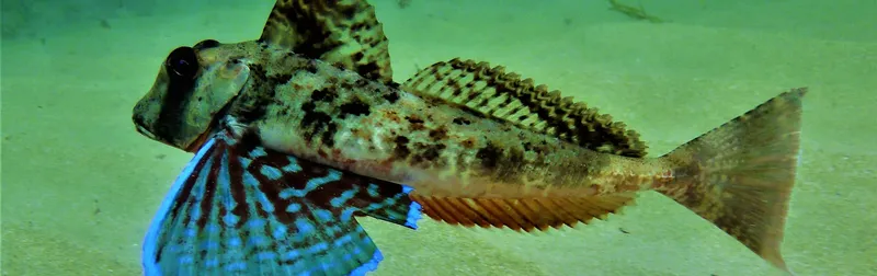 Poisson scorpion sur fond sableux, nageoire pectorale déployée, couleurs vives