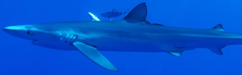 Requin bleu nageant dans l'eau bleue, un autre poisson en arrière-plan