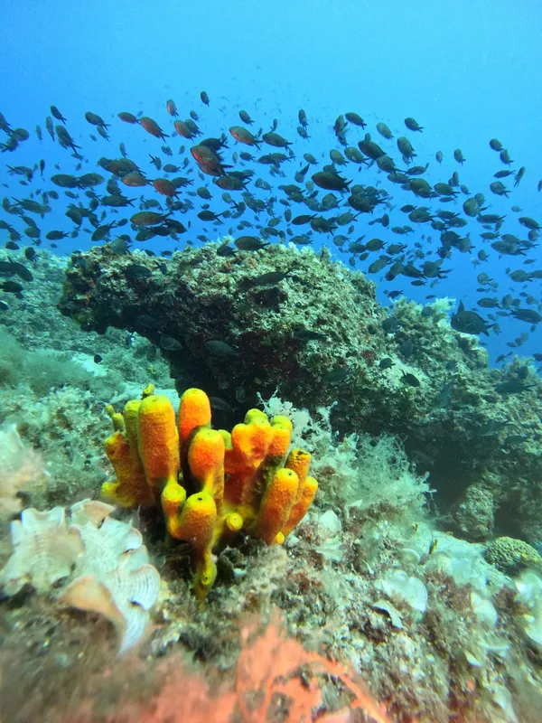 Banc de poissons colorés autour de coraux et d'éponges jaunes