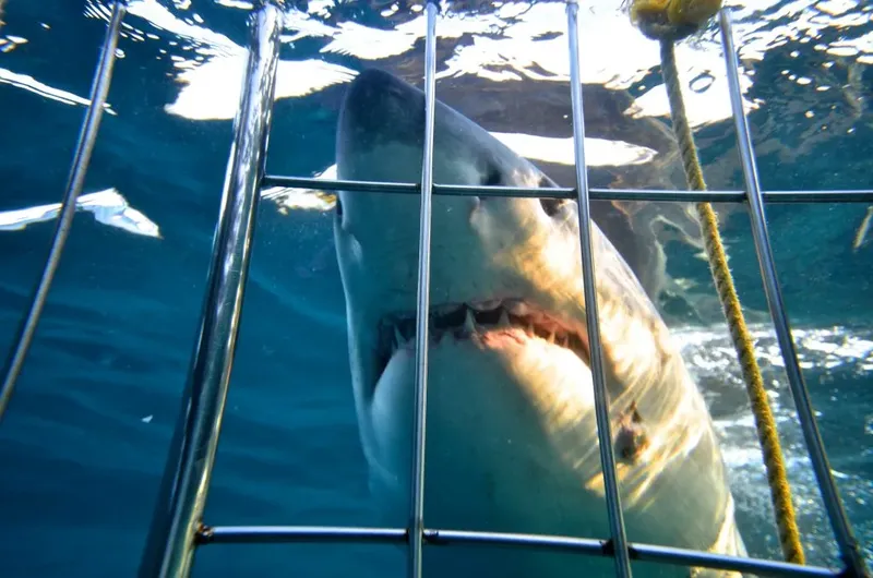 Grand requin blanc vu de près à travers une cage sous-marine