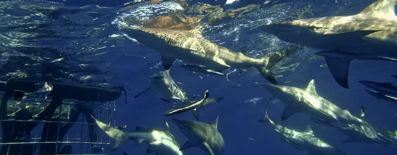 Plusieurs requins nagent dans l'eau bleue, vue sous-marine spectaculaire