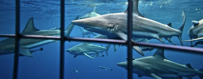 Requin nageant près d'une structure métallique sous l'eau