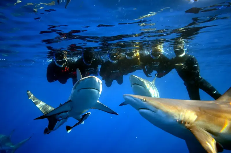 Plongeurs observant des requins de récif dans une eau bleue claire