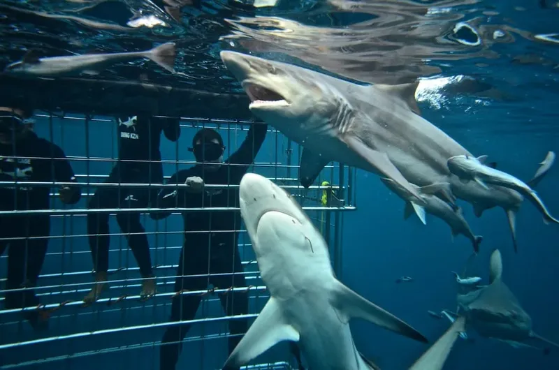 Plongeurs observent des requins autour d'une cage sous-marine