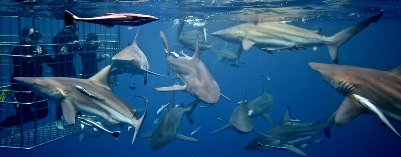 Plongeurs observant des requins gris de récif dans l'océan