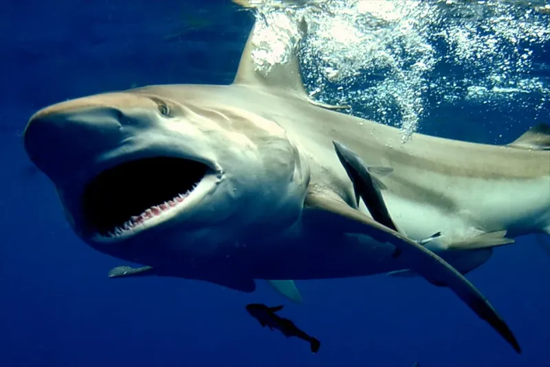 Requin de récif à pointes noires nageant avec la gueule ouverte