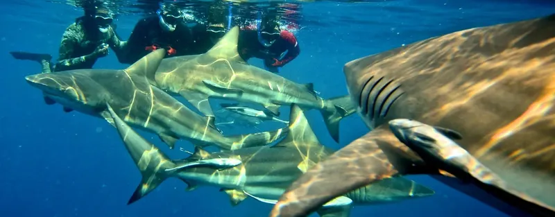 Plongeurs observant des requins de récif en milieu aquatique bleu