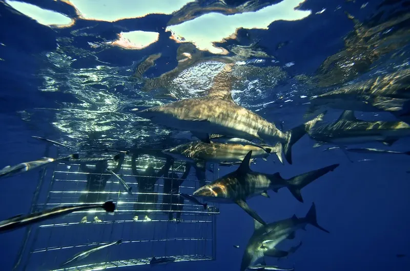 Plusieurs requins nagent autour d'une cage sous-marine en haute mer