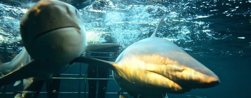 Deux requins nagent sous l'eau, lumière diffuse et bulles