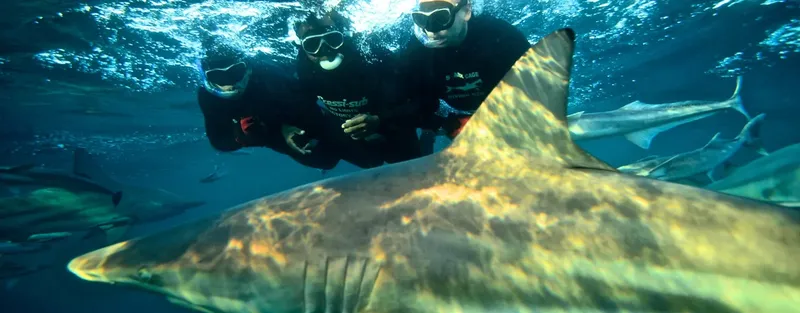 Plongeurs observant un requin de près dans l'eau bleue