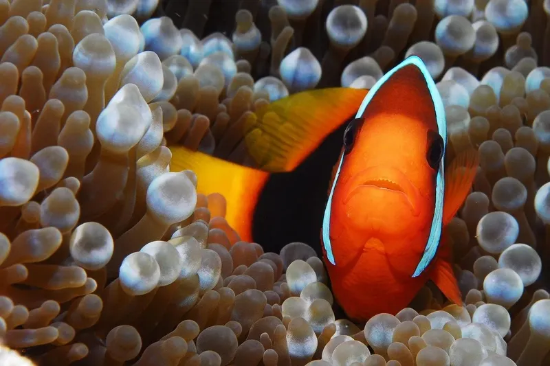 Poisson clown orange et blanc se cache dans une anémone de mer