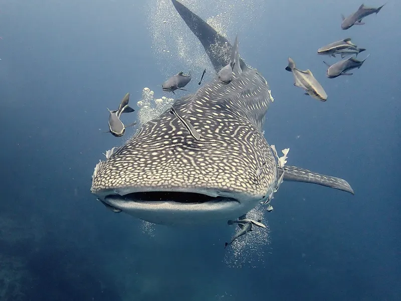 Requin baleine nageant avec des poissons dans l'eau bleue