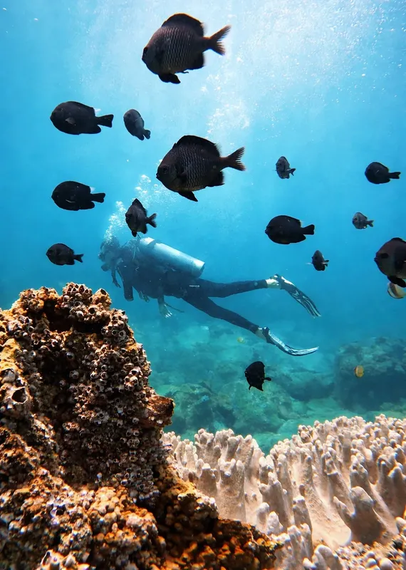Plongeur entouré de poissons au milieu d'un récifal corallien ensoleillé