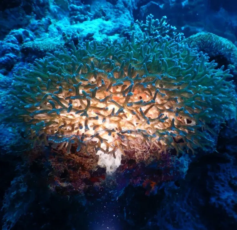 Corail bleu et orange, vie marine, fond marin, lumière diffuse
