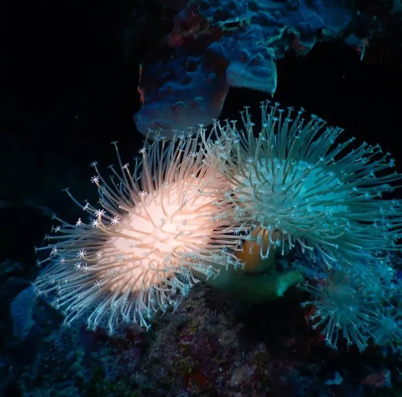 Anemones de mer lumineuses dans l'obscurité des profondeurs marines