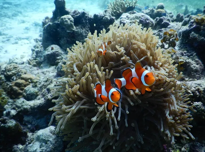 Poissons clowns nageant dans une anémone de mer sur un récif corallien