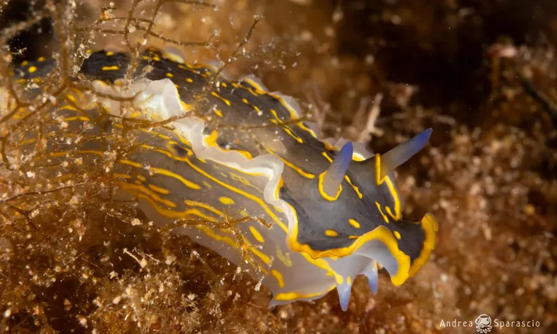 Nudibranche colorée sur fond rocheux, photographie sous-marine détaillée et lumineuse