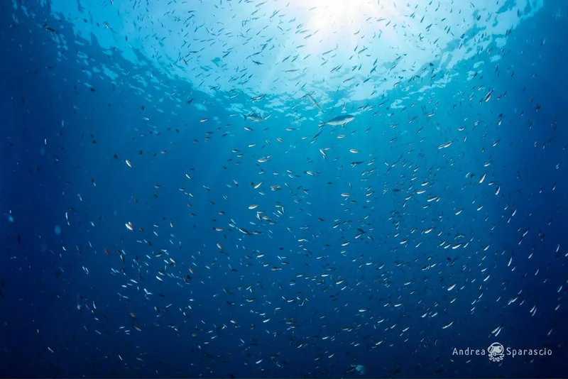 Banc de petits poissons argentés nageant vers la surface lumineuse