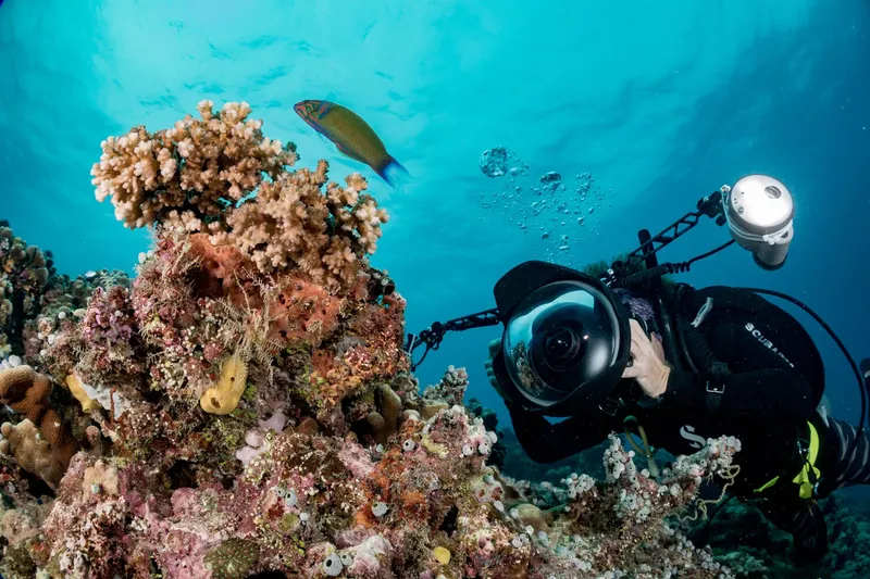 Plongeur photographiant un poisson coloré au milieu d'un récif corallien