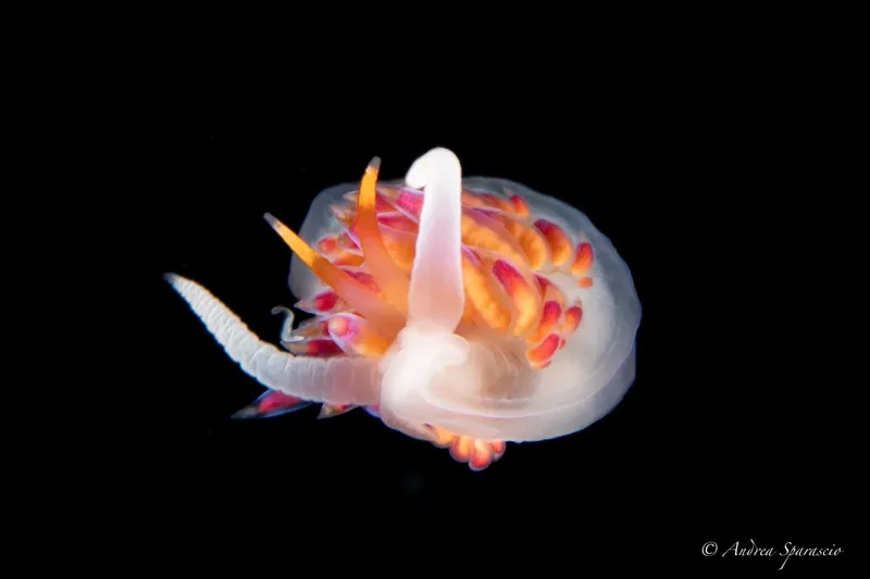 Nudibranche colorée sur fond noir, créature marine délicate et fascinante