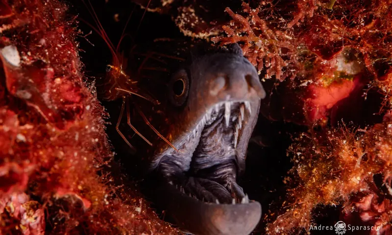 Un poisson abyssal à grandes dents et une crevette dans l'obscurité