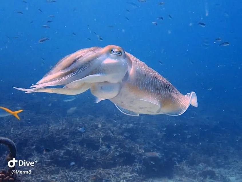 Seiche nageant en pleine eau, entourée de petits poissons bleus