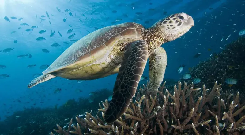 Tortue marine nageant au-dessus d'un récifal corallien avec des poissons