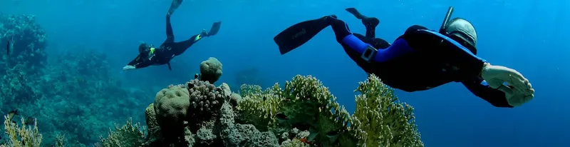 Deux plongeurs explorent un récifal corallien en apnée dans l'eau bleue
