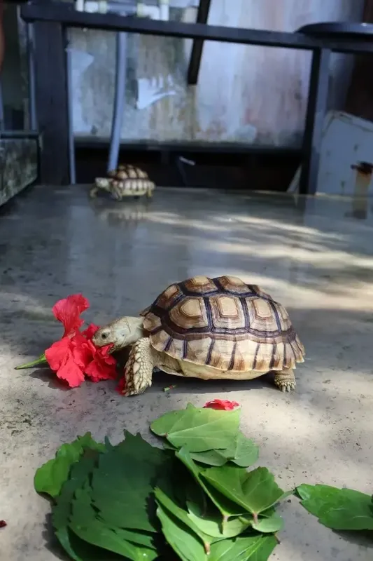 Tortue terrestre se nourrissant d'une fleur rouge sur un sol clair