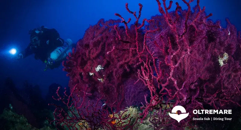 Plongeur explorant un récif corallien rouge vif en profondeur