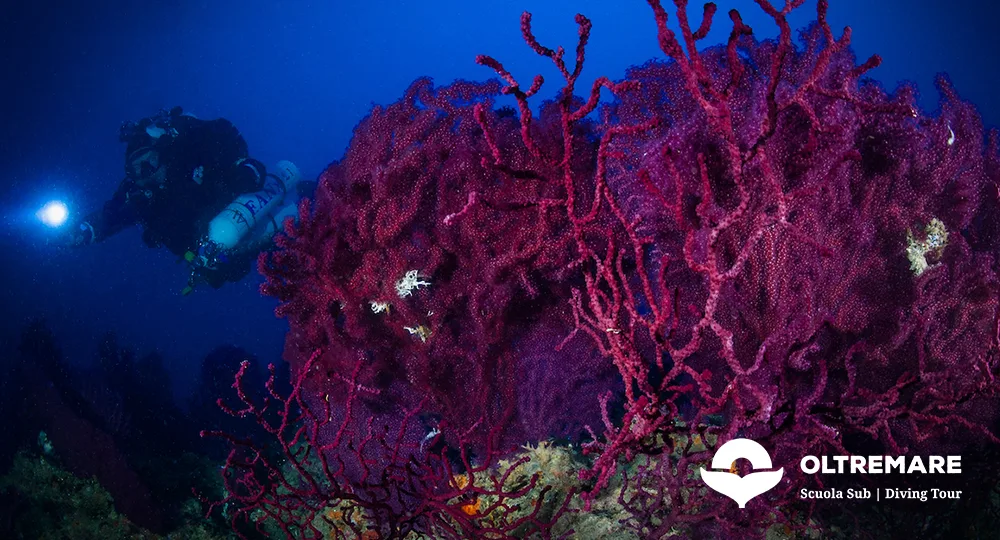 Oltremare Diving ASD