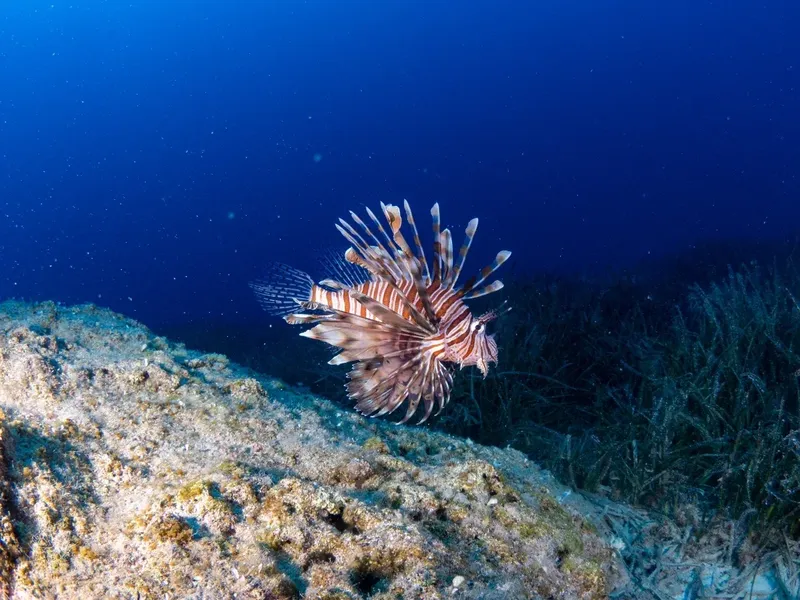 Poisson-lion nageant au-dessus d'un fond rocheux et d'algues marines