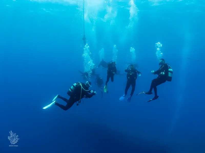 Groupe de plongeurs explore un monde bleu sous la surface de l'eau
