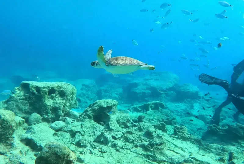 Tortue marine nageant au milieu des poissons et des coraux