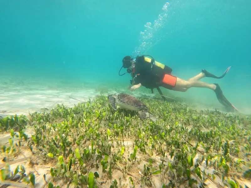 Plongeur observant une tortue marine au-dessus d'une herbe sous-marine