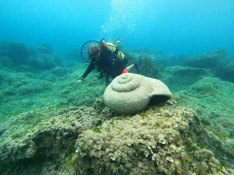 Plongeur observant une grande coquille Saint-Jacques sur le fond marin
