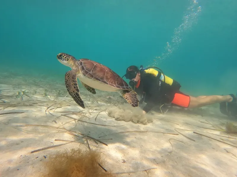 Tortue marine nageant près d'un plongeur sur fond sableux