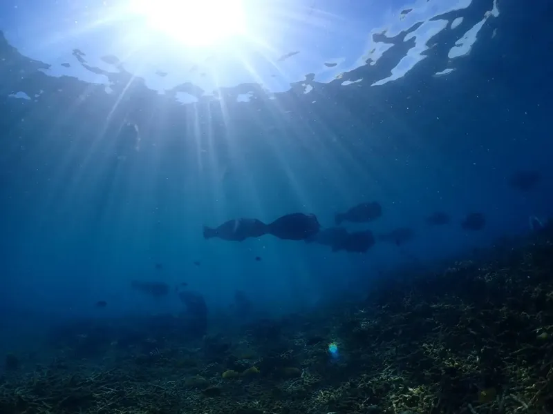 Rayons manta nagent dans une eau bleue éclairée par le soleil