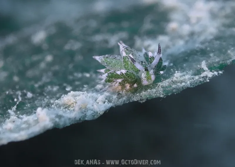 Une nudibranche colorée se fond dans un environnement marin flou