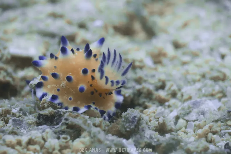 Nudibranche jaune et bleue sur un fond rocheux et sableux