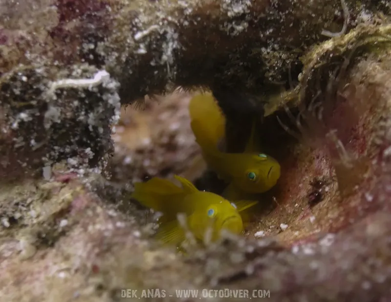 Deux poissons jaunes se cachent dans une cavité rocheuse sous-marine