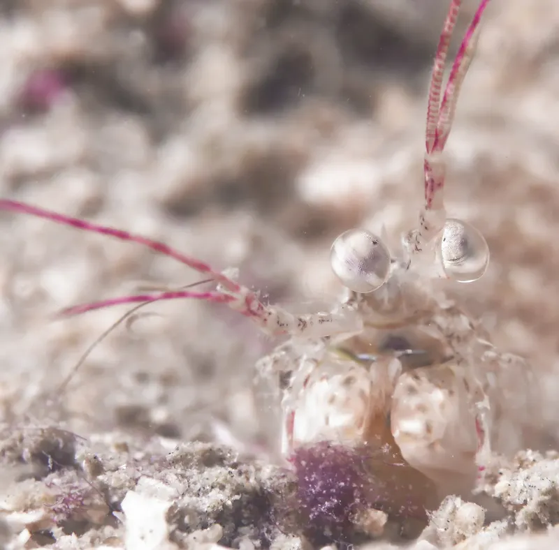 Crevette transparente sur fond rocheux, détails des yeux et antennes