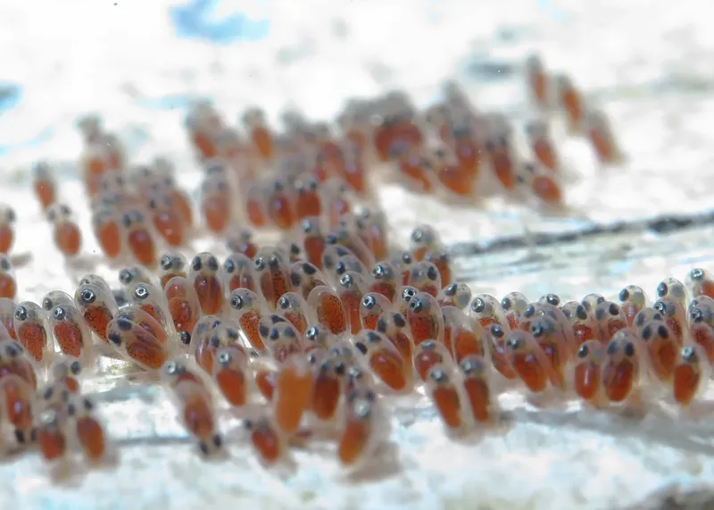 Nombreuses nudibranches orange et blanches sur un substrat marin clair