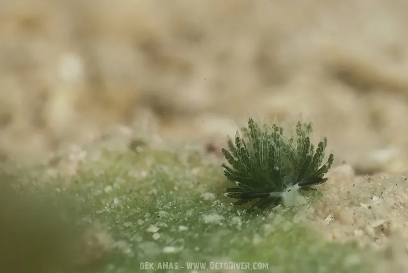 Nudibranche verte sur fond sableux, macro sous-marine, faune marine