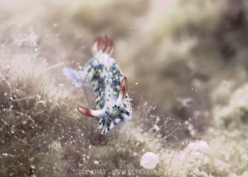 Nudibranche colorée rampant sur un fond marin rocheux et sablonneux